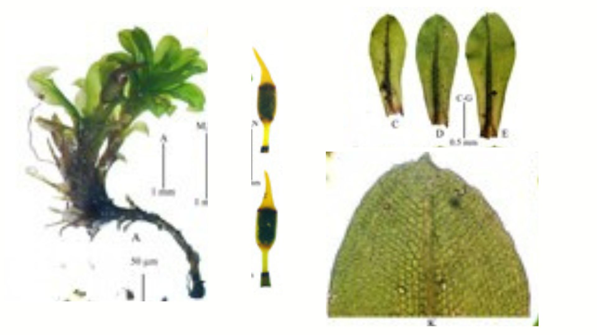 New moss species discovered in Uttarakhand mountains bridges ancient biological gap